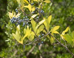 Forestiera pubescens (stretchberry, desert olive, tanglewood, devil's elbow, elbow bush, spring goldenglow, spring herald, New Mexico privet, Texas forsythia)