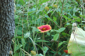 Gaillardia pulchella (gaillardia, Indian blanket, firewheel, sundance)