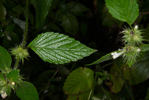 Galeopsis tetrahit (common hemp-nettle)