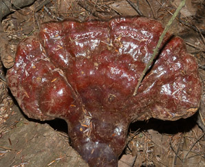 Ganoderma tsugae (reishi, reishe)