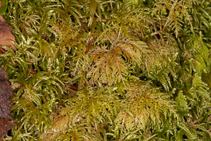 Hylocomium splendens (splendid feather moss, glittering woodmoss, stairstep moss, mountain fern moss)