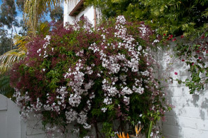 Jasminum polyanthum (pink jasmine, white jasmine)