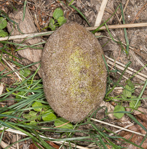 Juglans cinerea (butternut, white walnut)