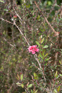 Leptospermum scoparium (tea tree)