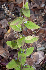 Lobelia inflata (bladderpod, Indian tobacco, wild tobacco, pukeweed, asthma weed, vomitwort)