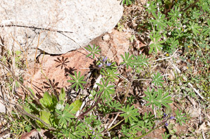 Lupinus succulentus (arroyo lupine, hollowleaf annual lupine, succulent lupine)