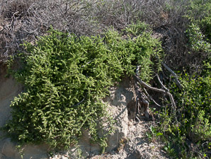 Lycium californicum