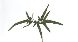 Lygodium japonicum (Japanese climbing fern)