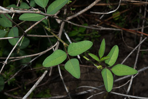 Macroptilium lathyroides (wild bush bean)