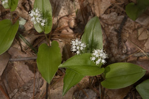 Maianthemum canadense (Canada mayflower, false lily-of-the-valley)
