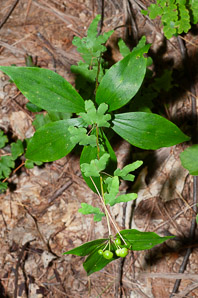 Medeola virginiana (Indian cucumber-root, Indian cucumber)