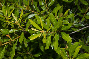 Morella cerifera (wax myrtle, southern bayberry, southern wax myrtle, candleberry, bayberry tree, tallow shrub, bayberry)