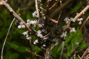Morella pensylvanica (bayberry, northern bayberry)