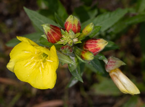 Oenothera biennis (common evening primrose)