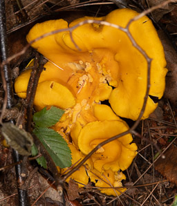 Omphalotus olearius (jack-o’-lantern mushroom)