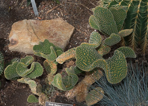 Opuntia microdasys (gold swivel cactus)