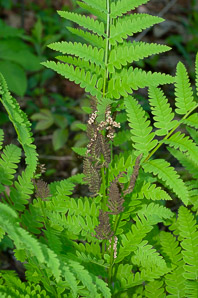 Osmunda claytoniana (interrupted fern)