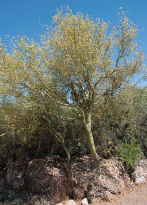 Parkinsonia microphylla (foothills Palo Verde, yellow paloverde)