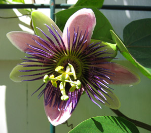 Passiflora incarnata (maypop, purple passion flower)