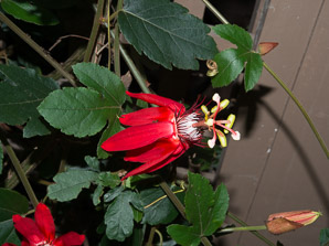 Passiflora vitifolia (crimson passion flower, grape-leaved passion fruit, perfumed passionflower, vine-leaf passion flower, passion flower)