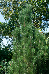 Pinus nigra (Austrian pine)