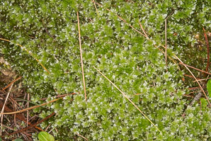 Plagiomnium cuspidatum (toothed plagiomnium moss)