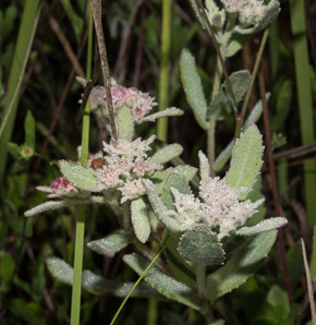 Pluchea rosea (rosy camphorweed, marsh fleabane, saltmarsh fleabane, scrubby camphorweed)