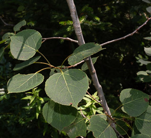 Populus tremuloides (quaking aspen)