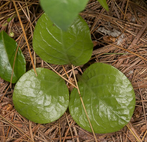 Pyrola americana (rounded shinleaf, American wintergreen)