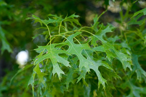 Quercus coccinea (scarlet oak)