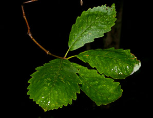 Quercus michauxii (chestnut oak)