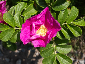 Rosa rugosa (rugosa rose, Japanese rose, Ramanas rose, rugosa rosa)