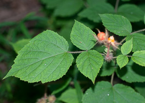 Rubus phoenicolasius (wineberry, wine raspberry, Japanese wineberry)