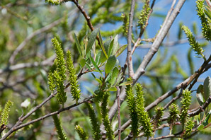 Salix lasiolepis (arroyo willow)