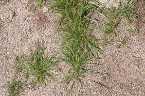 Schismus barbatus (common Mediterranean grass)