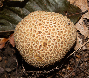 Scleroderma citrinum (earthball, tough-skinned puffball, pigskin poison puffball, common earthball)