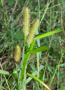 Setaria pumila (yellow foxtail, yellow bristlegrass, pigeon grass, cattail grass)