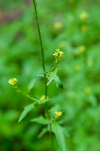 Sisymbrium officinale (hedge mustard)