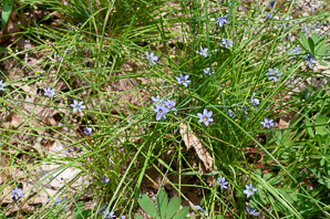 Sisyrinchium mucronatum (blue-eyed grass)