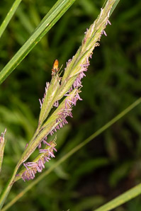 Spartina pectinata (prairie cordgrass)