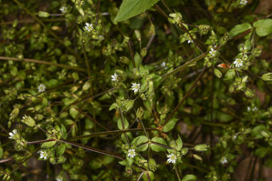 Stellaria media (common chickweed, craches, maruns, winterweed, chickweed)