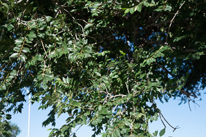 Ulmus parvifolia (Chinese elm, lacebark elm)