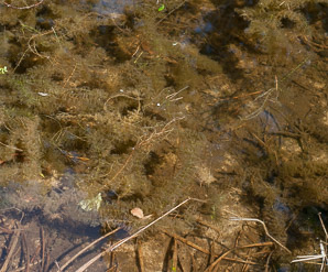 Utricularia macrorhiza (common bladderwort, bladderwort)
