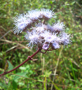 Vernonia fasciculata (ironweed)