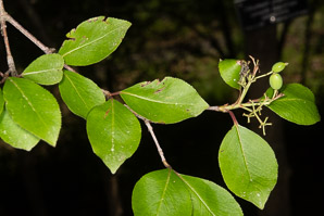 Viburnum prunifolium (smooth blackhaw)