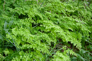 Adiantum capillus-veneris (southern maidenhair fern, common maidenhair fern, venus hairfern, venus’ hair, common maidenhair)