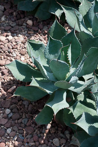 Agave parryi (barrel agave)