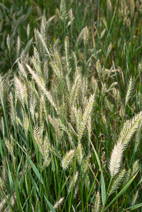 Agropyron cristatum (crested wheatgrass, crested wheat grass)