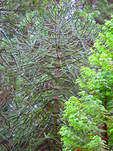 Araucaria araucana (monkey-puzzle tree)
