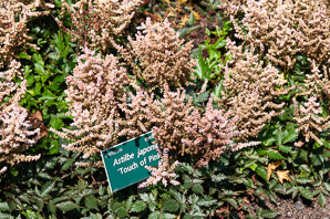 Astilbe japonica (false spiraea ‘Touch of Pink’)